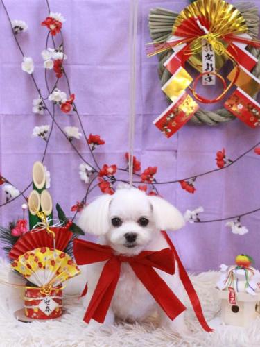 20230125サクラちゃん